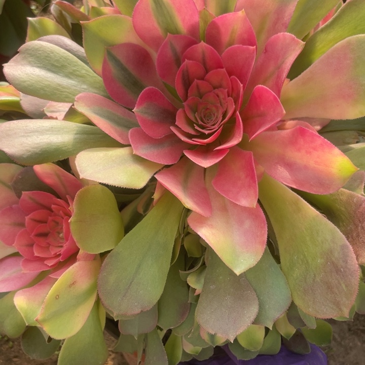 1957一号棚雅典娜c