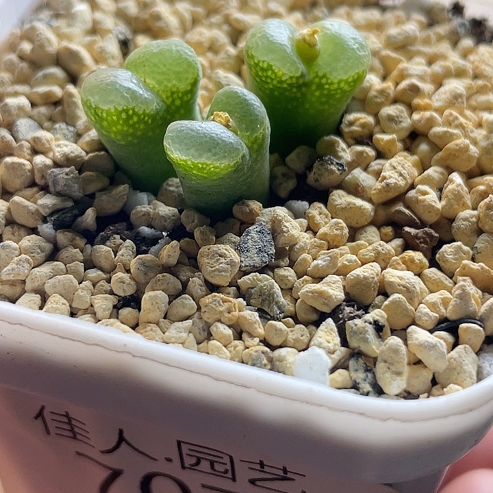 佳人园艺多肉生石花绿风风铃707