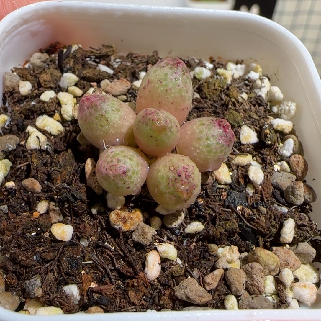 肉锥多肉植物组合-草莓斑马1069