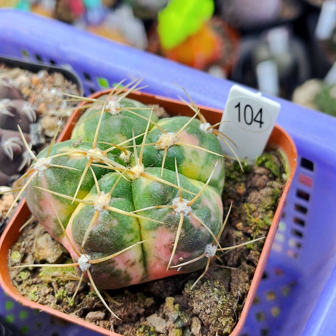 非偏远地区满25包邮仙人球