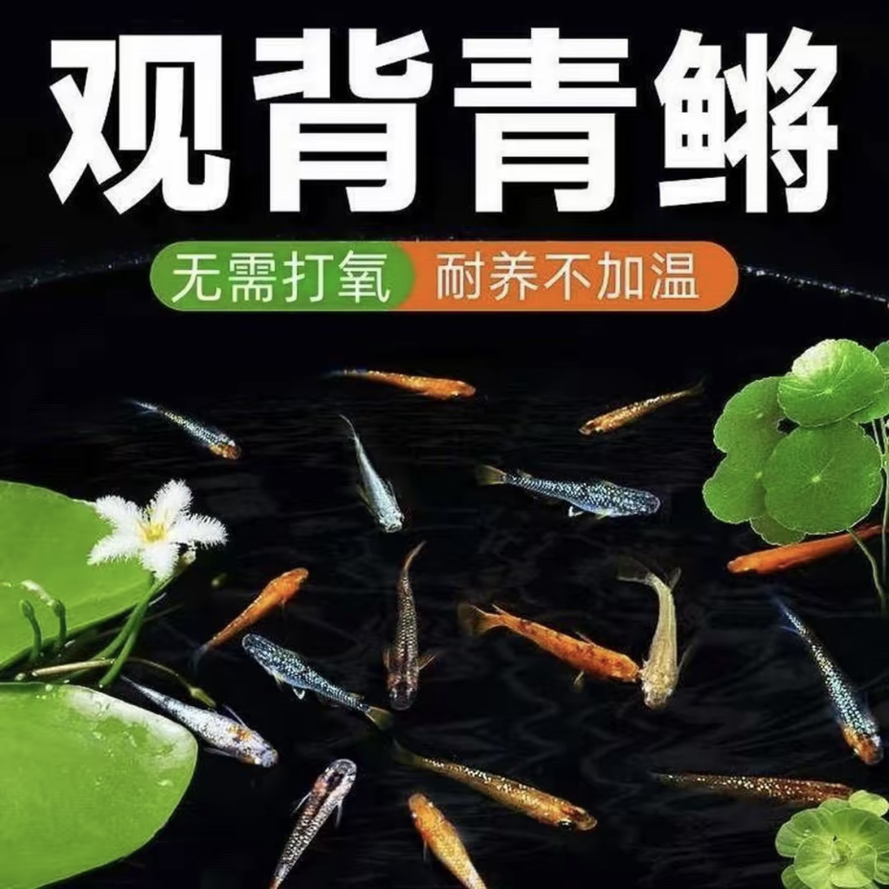 观背青鳉不用过滤不用打氧易活淡水小型观赏鱼古法缸鱼苗睡莲缸