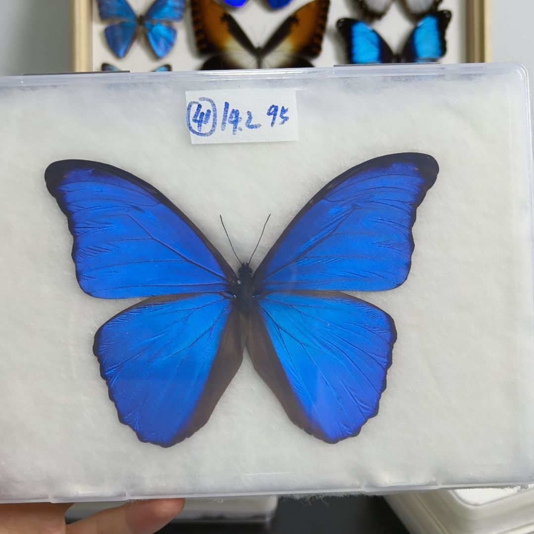 B***d真蝴蝶标本一物一拍