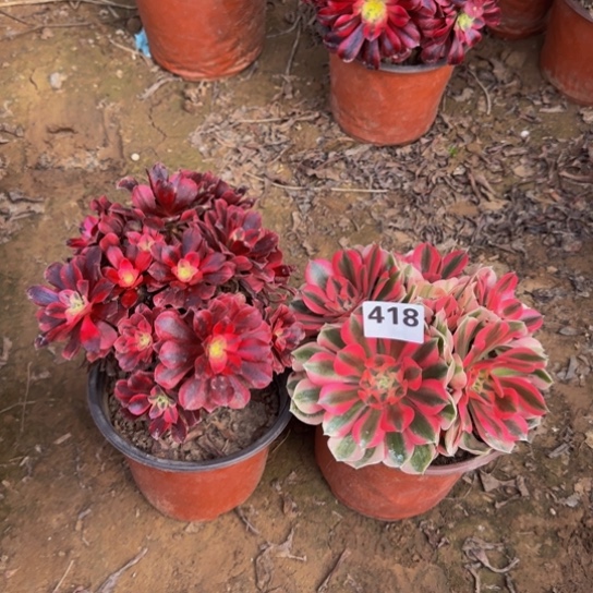 法师2棵5号棚418多肉植物