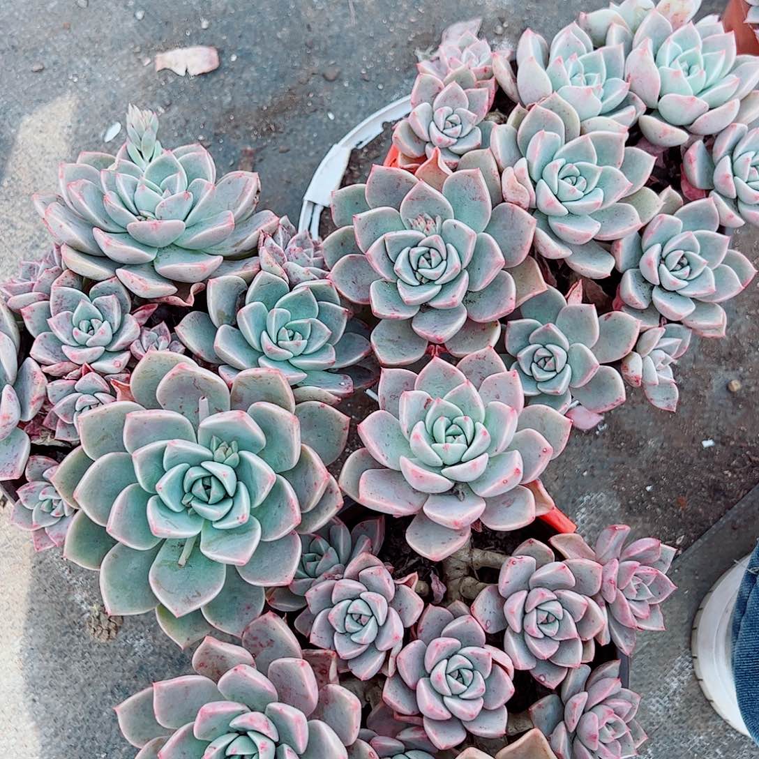 红粉佳人多头群生精品特价