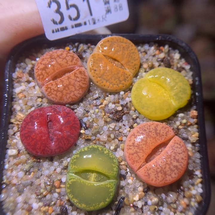 精品生石花214.351