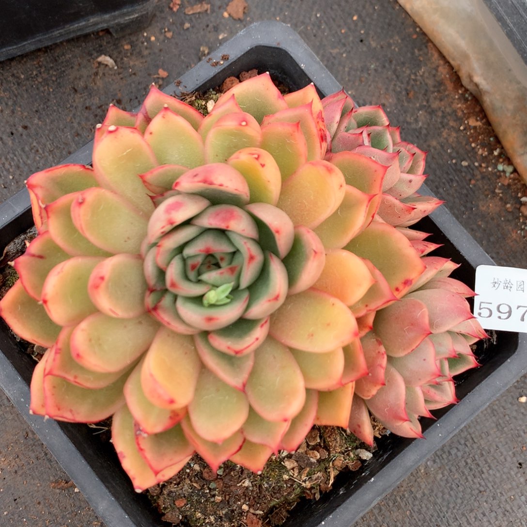 5975杂交多肉植物基地