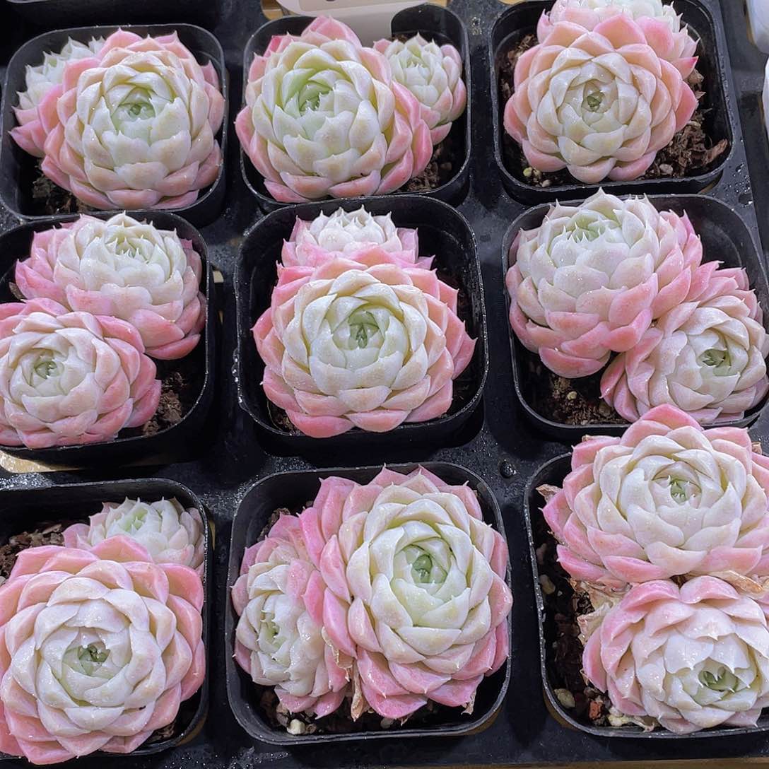 618号 全状态白月光精品一颗