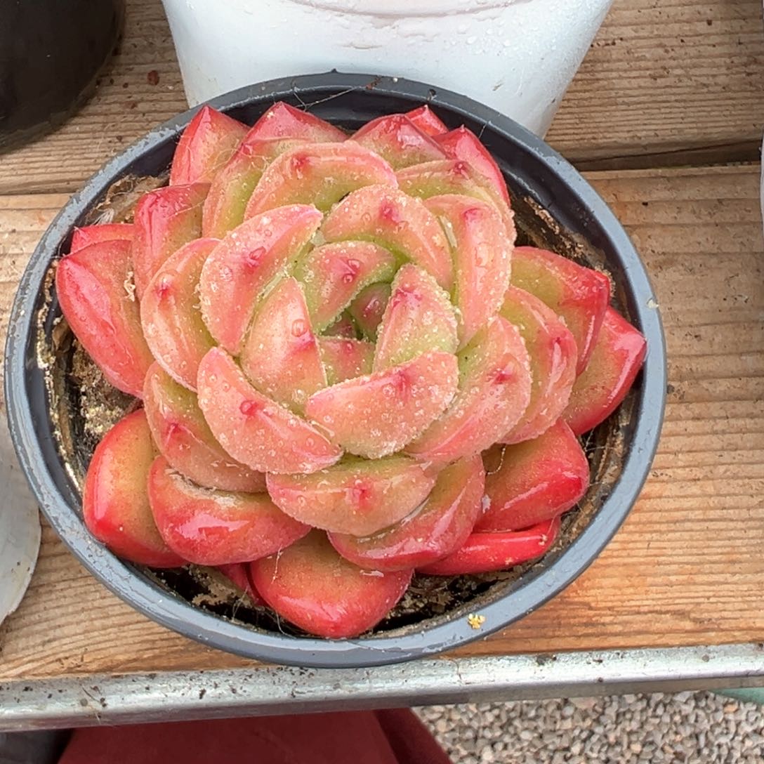 钻石珍妮多肉植物