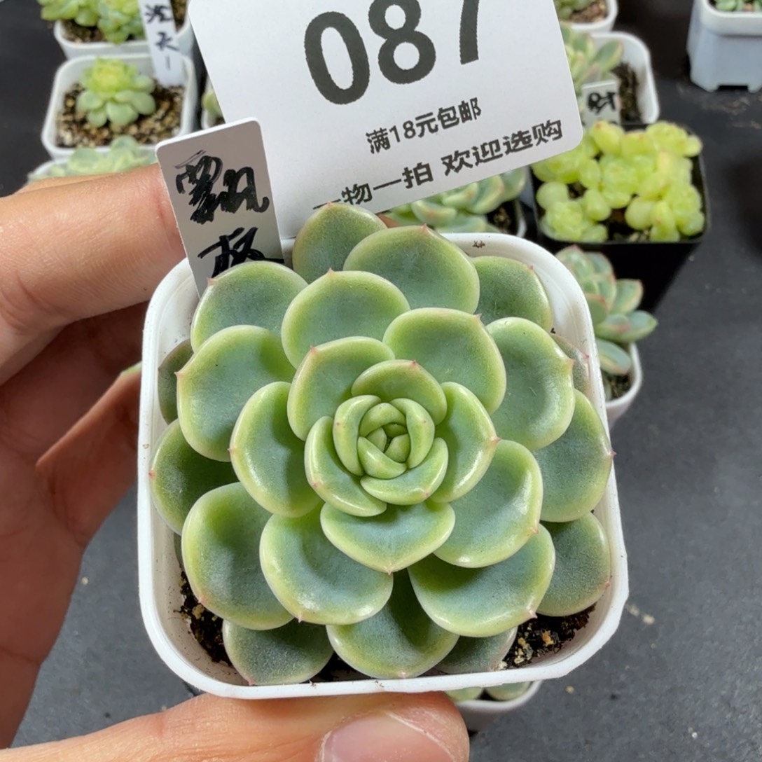 飘枝单头一物一拍087