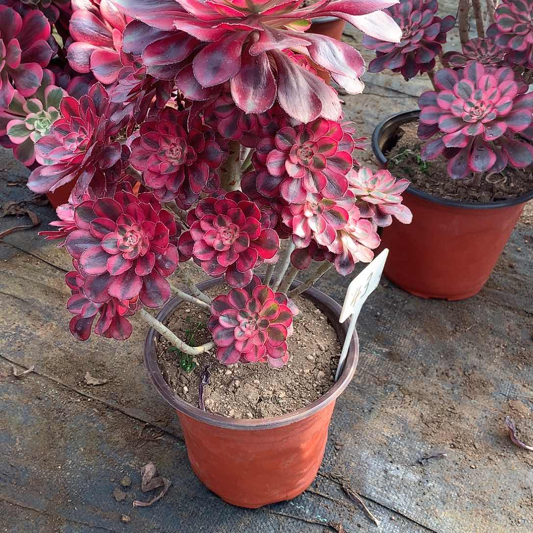 多肉多肉多肉多肉43