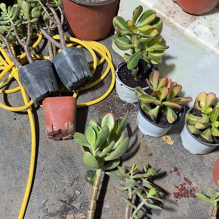 向***生当前无花栽培后可以开花新花 紫叶15