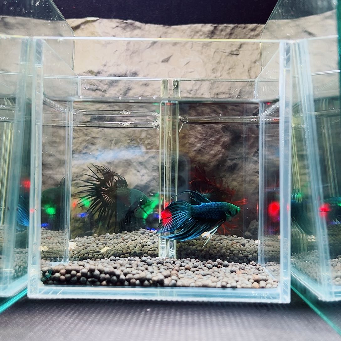 斗鱼精品精品精品精品