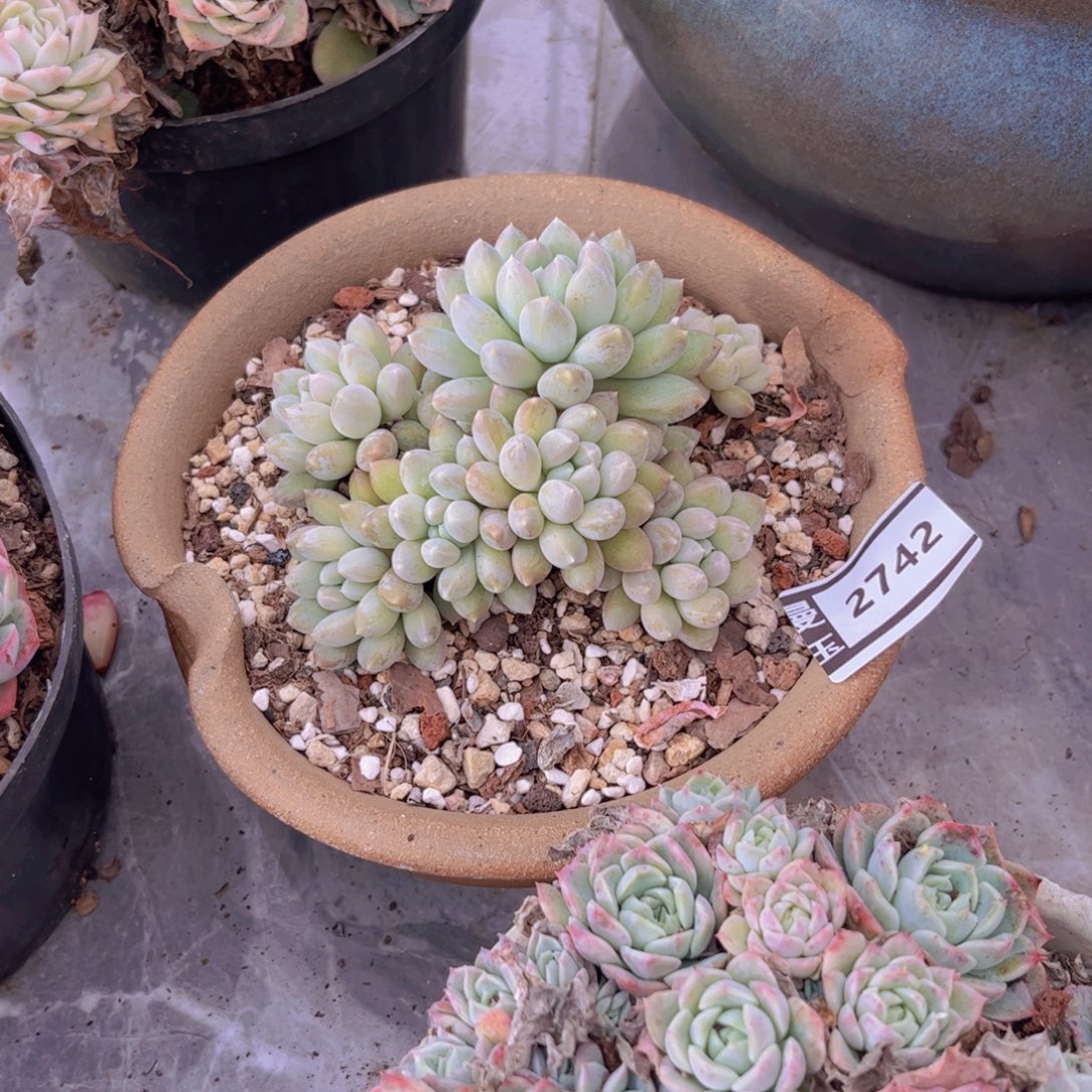 小叶奶糖多肉植物2742