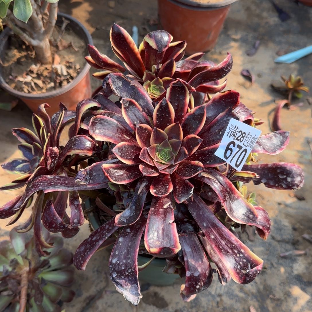 欧佳丽多肉670满28包邮断枝不包