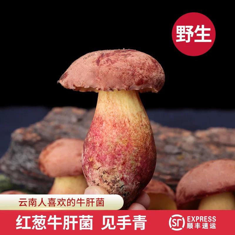 云南新鲜红葱牛肝菌见手青香味浓郁菌