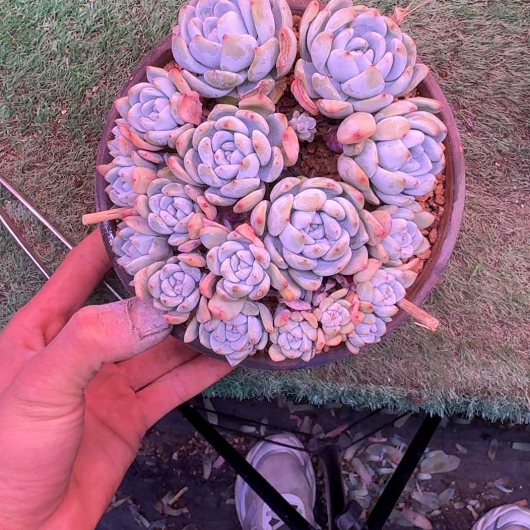 星影20头无砍朵朵