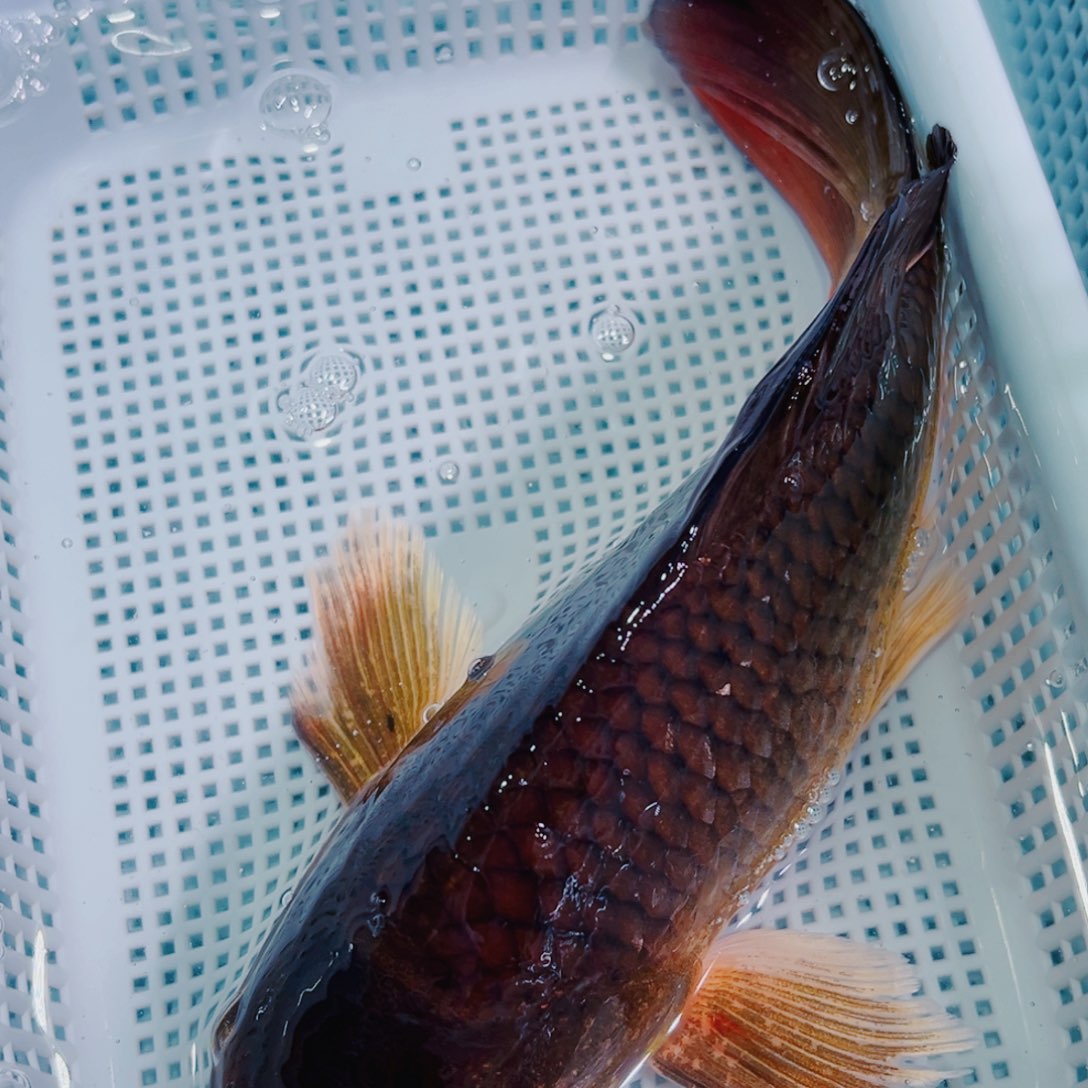 锦鲤锦鲤冷水鱼观赏150