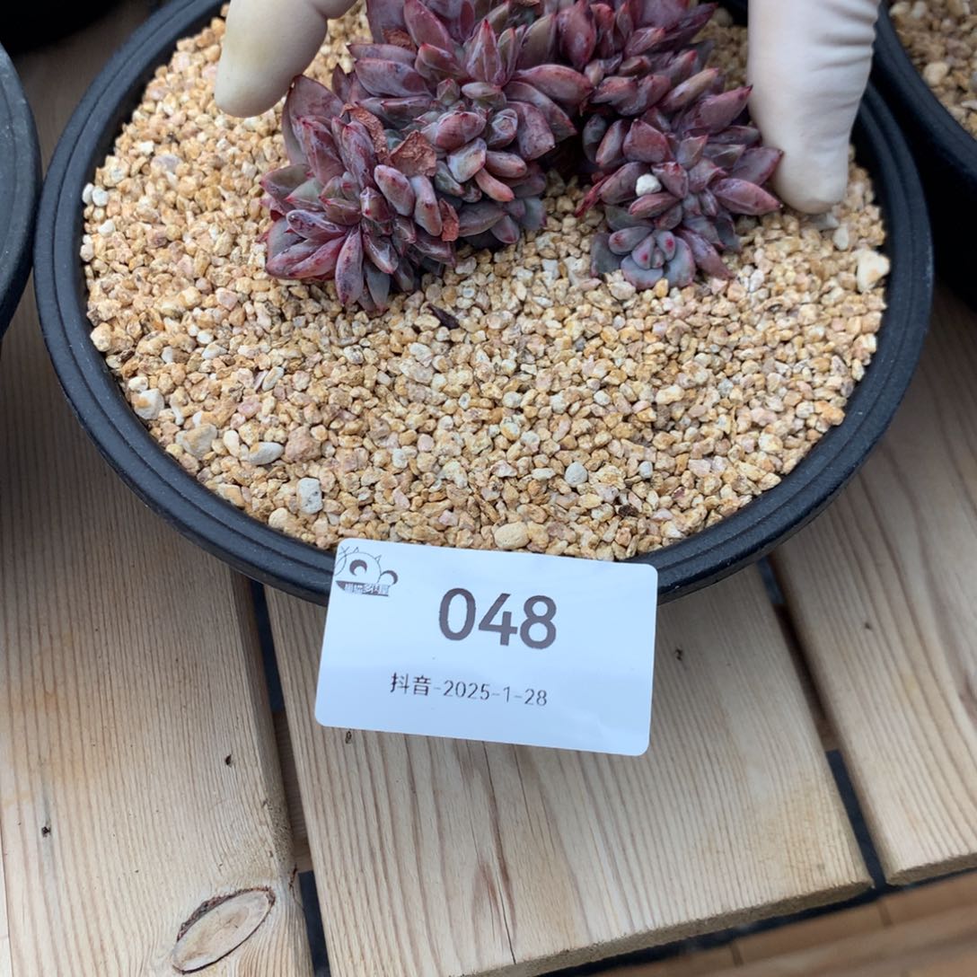 048香槟缀化多肉