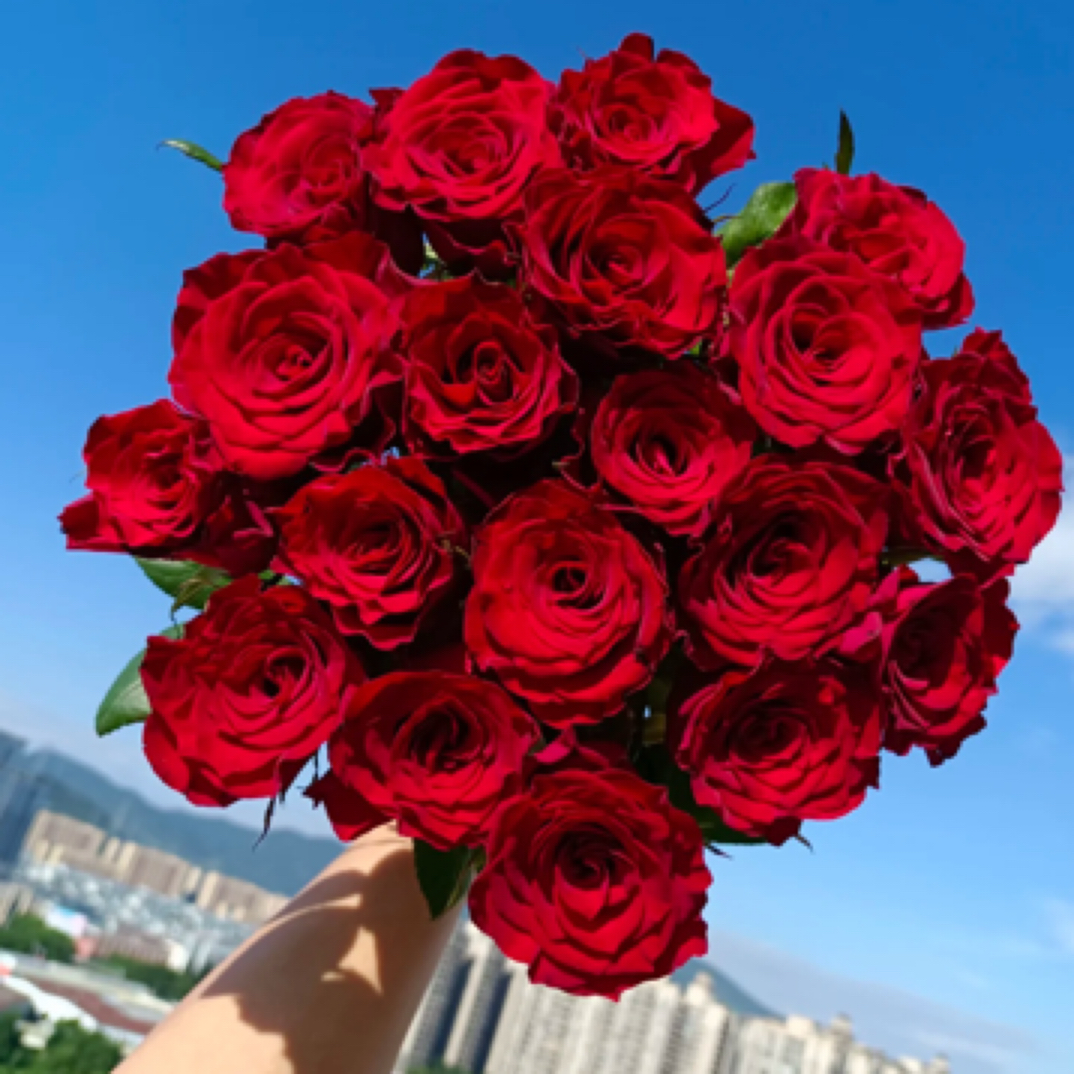 高原红5支顺丰包邮