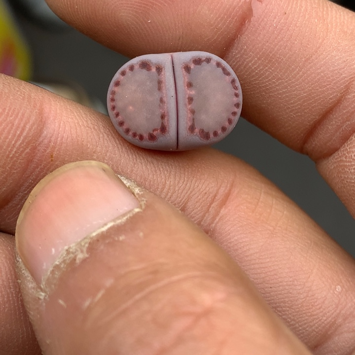 ?****！精品多肉植物大战僵尸先生们