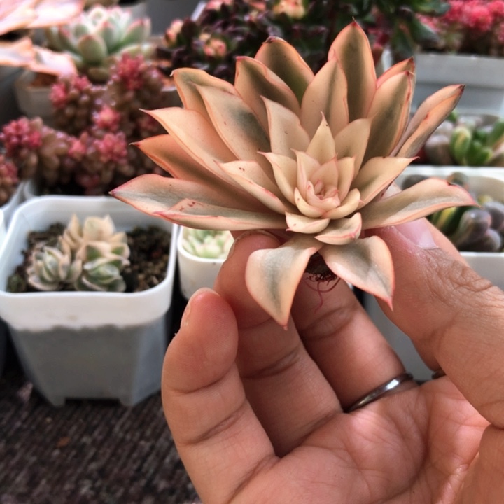 不知名有根有根有根