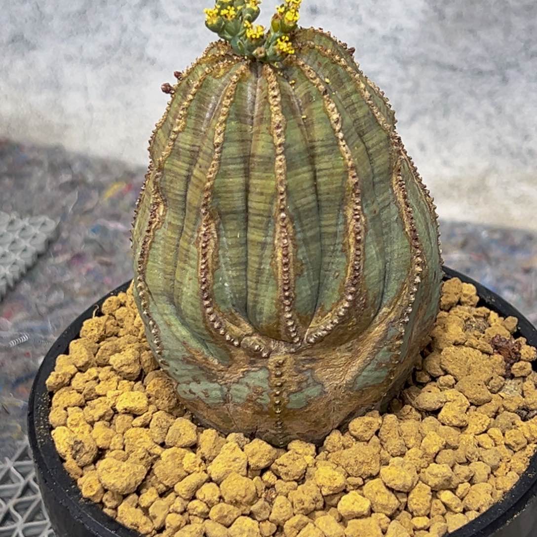 m欧系布纹球枷锁链条