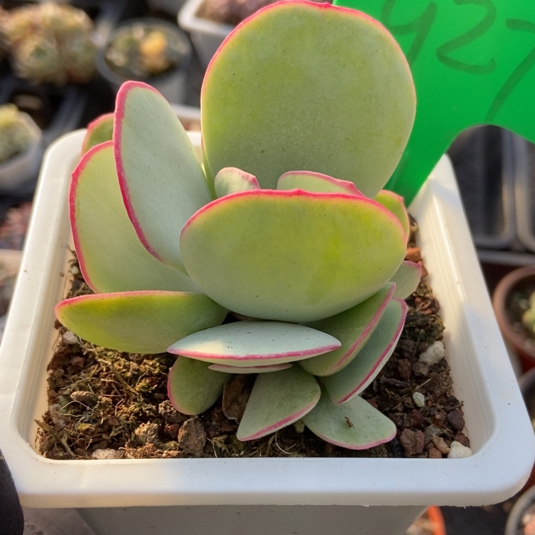 927白眉多肉植物