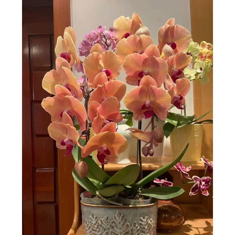 贵族品种1个花剑 【金钻石】蝴蝶兰花期6-7个月