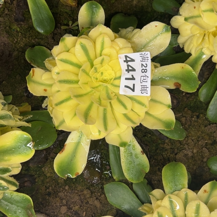 4417南雪莲多肉植物