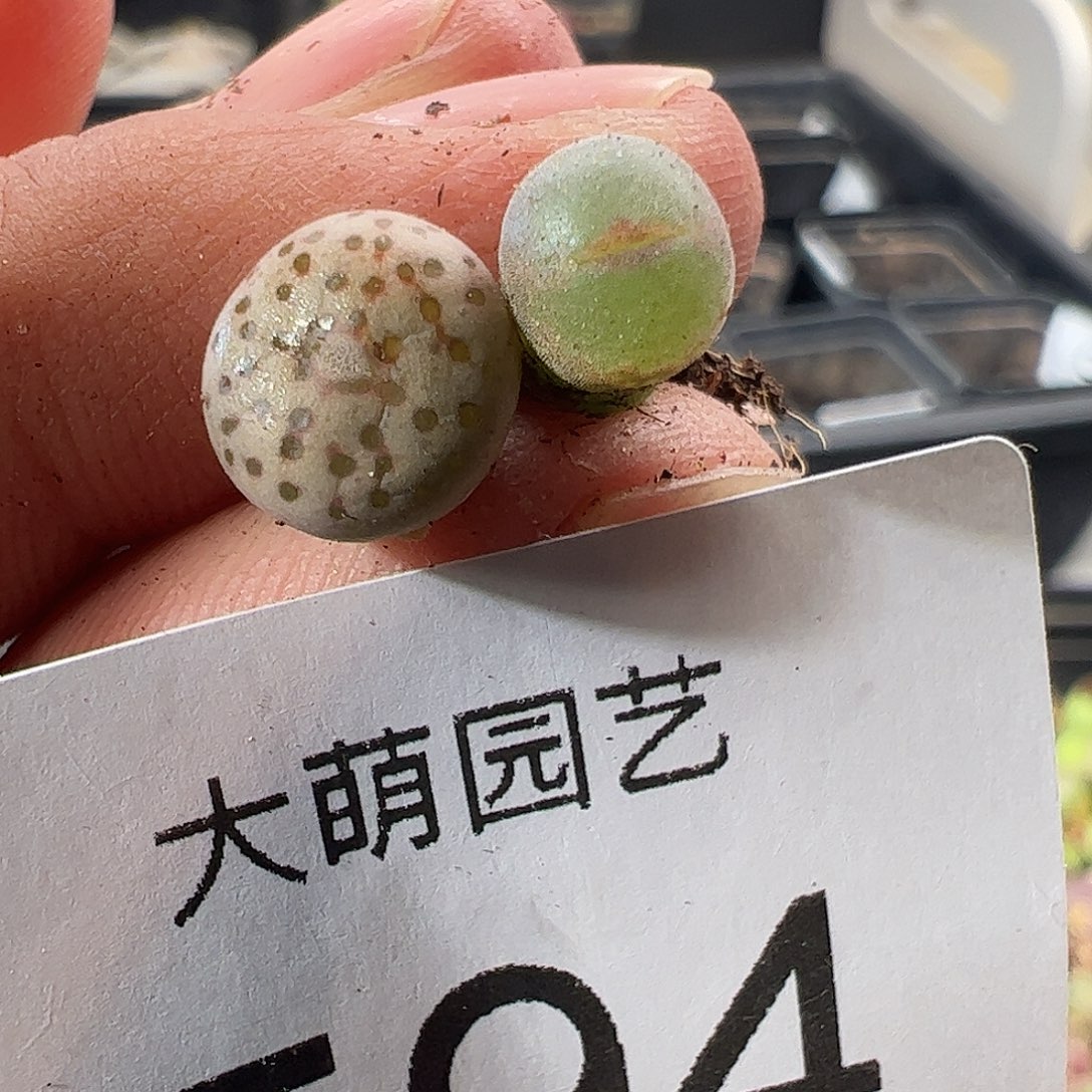 一物一拍清盒福利默认有瑕594