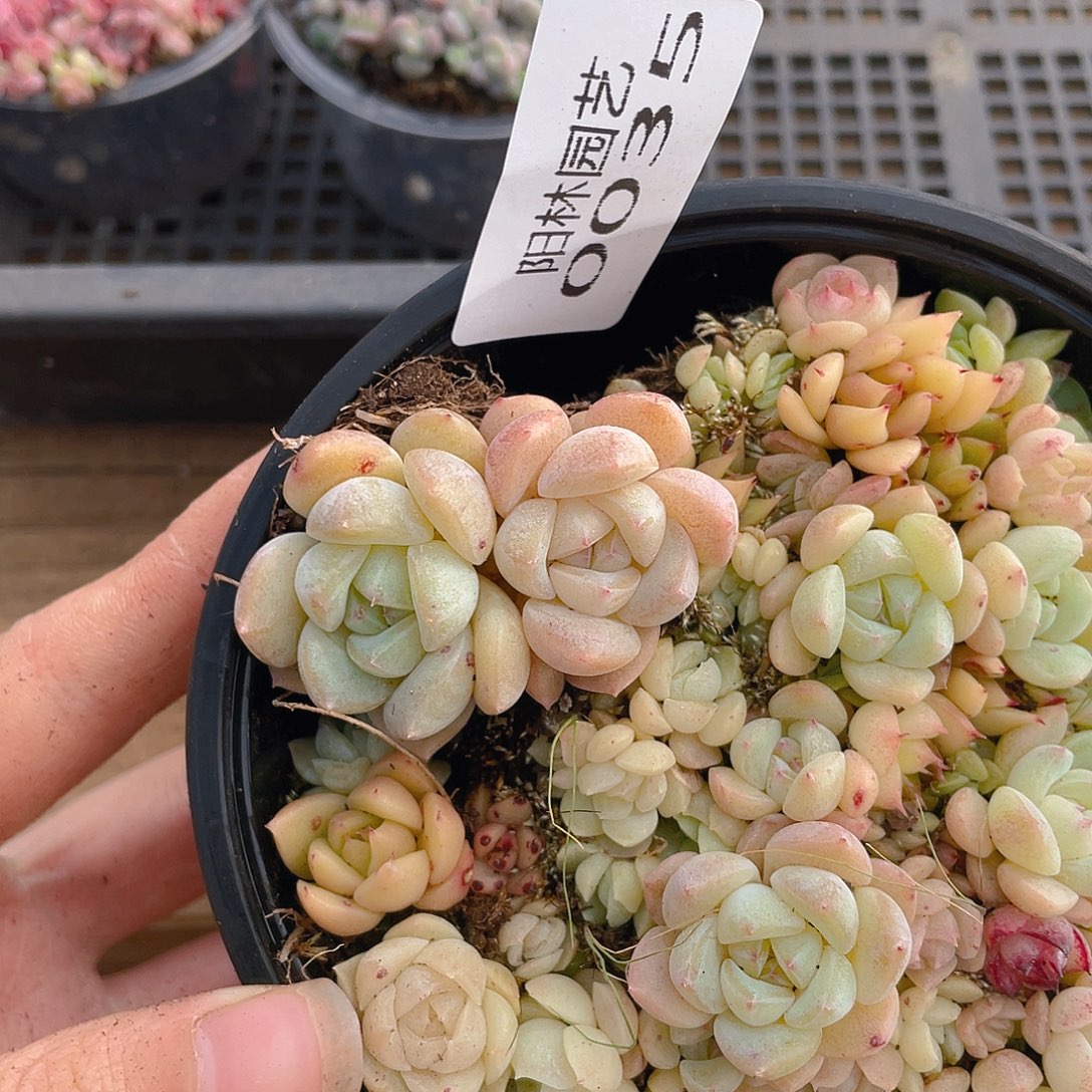 多肉植物多肉植物35