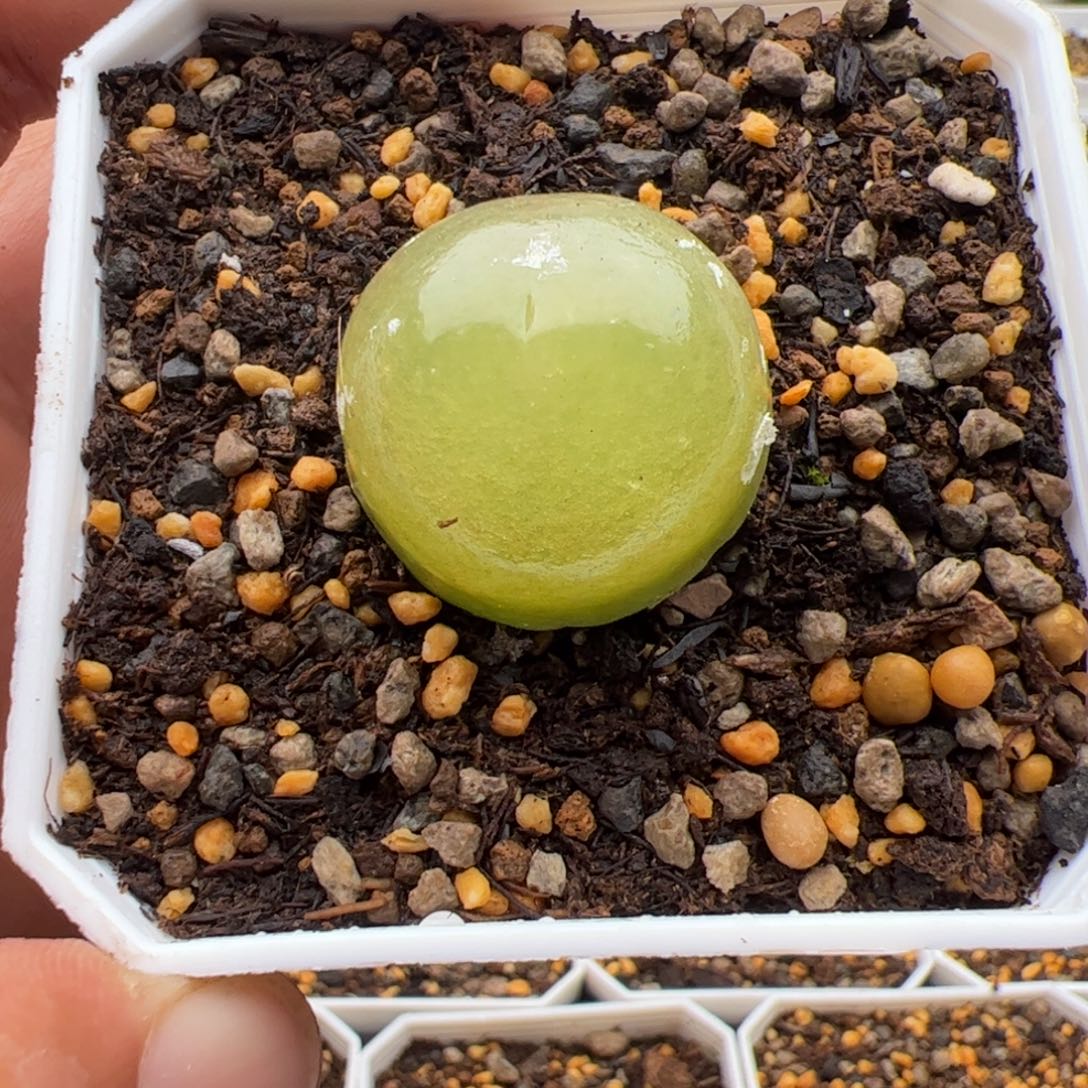 9.28大灯泡2.7多肉植物41