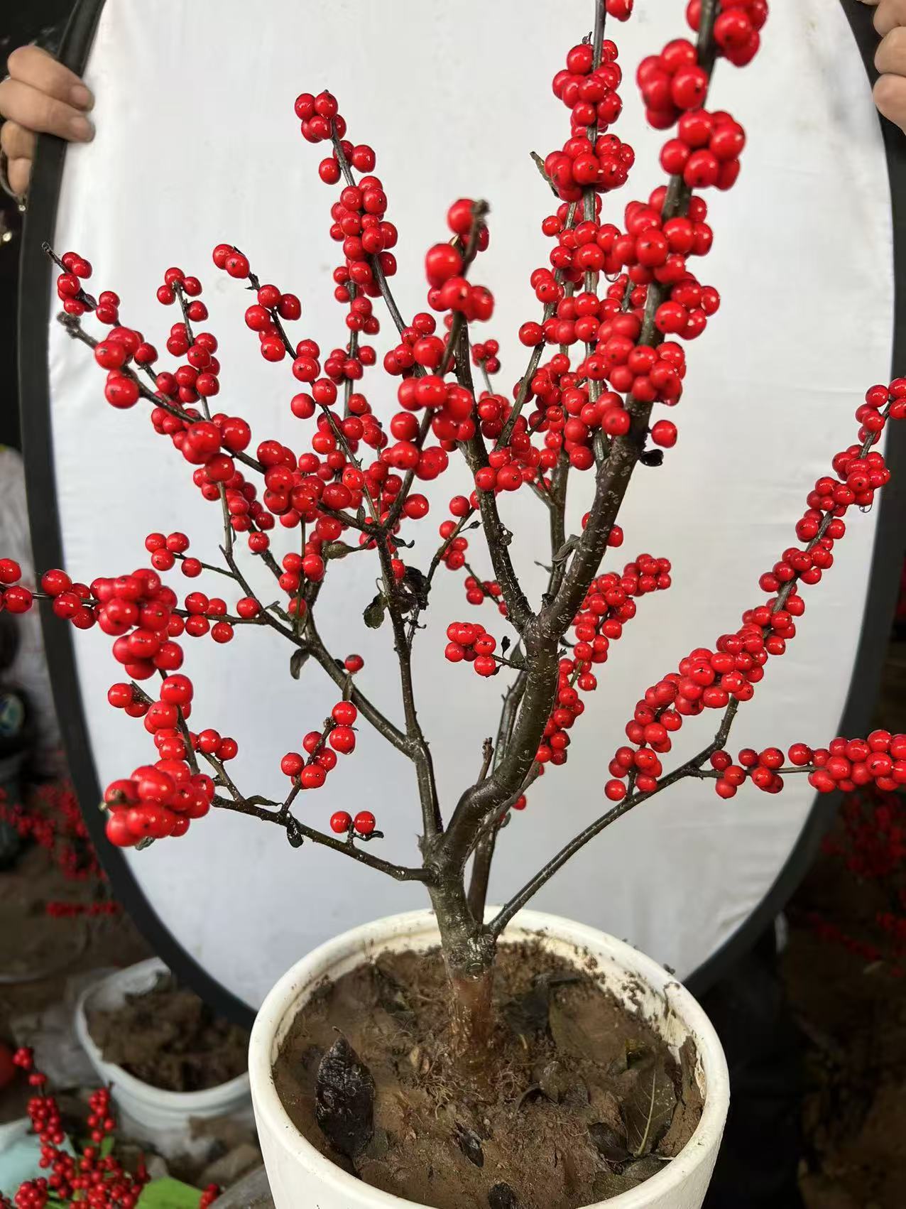 山东北美冬青年宵花盆栽