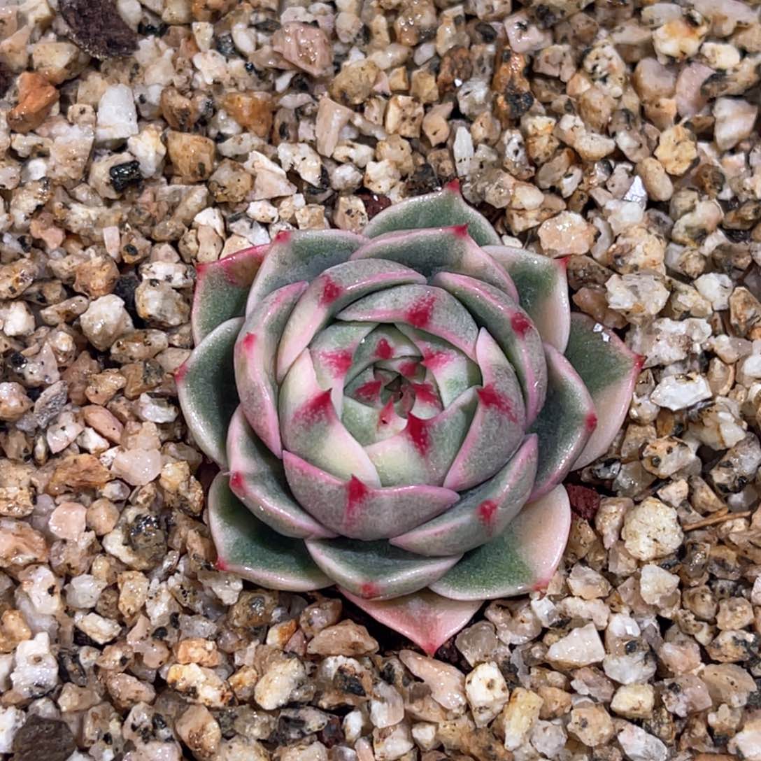 多肉特价笨巴蒂斯锦