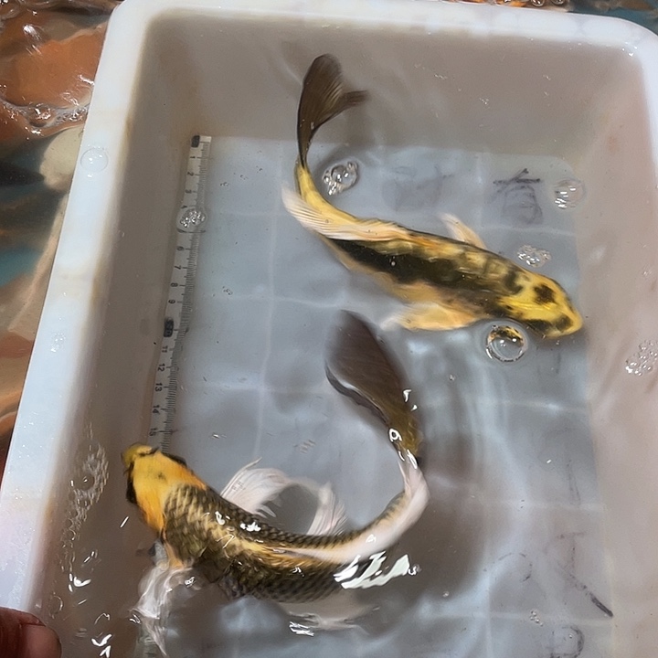 蝴蝶鲤鱼渔场直发49