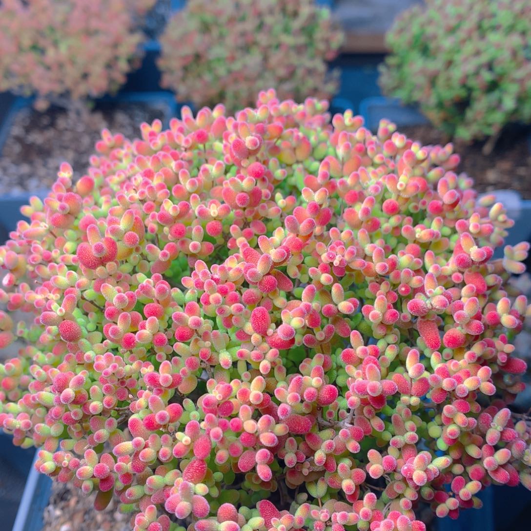 c351蜜橘糖球枝干番杏