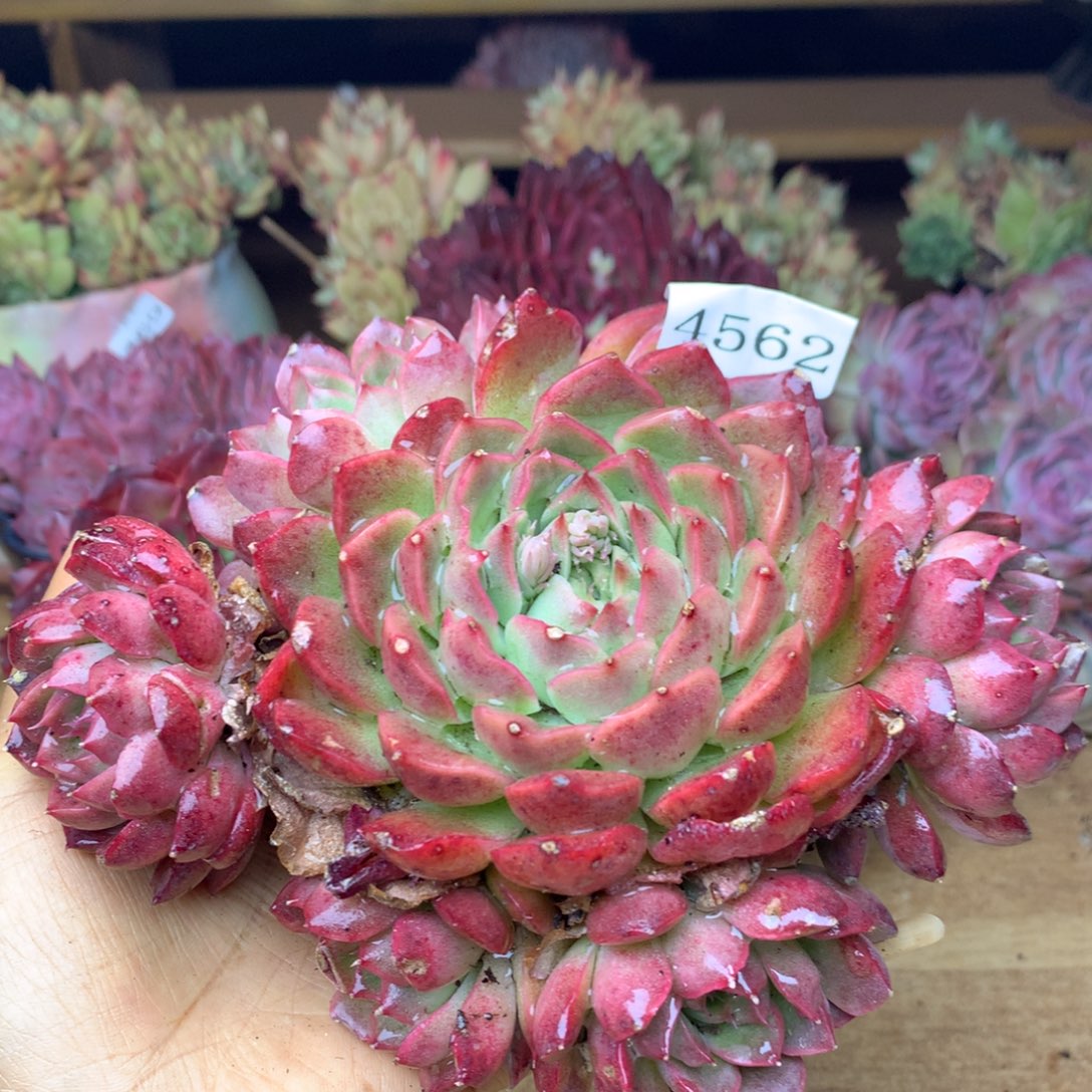 4562杂交精品基地14厘米