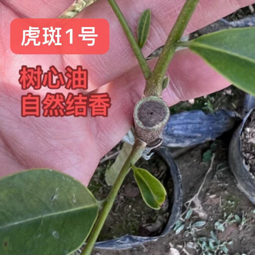 虎斑1号树心油10棵自然结香品种