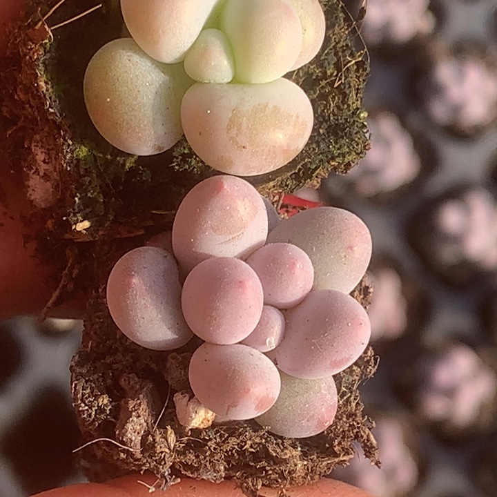 蛋黄5颗。彩虹5颗。包邮