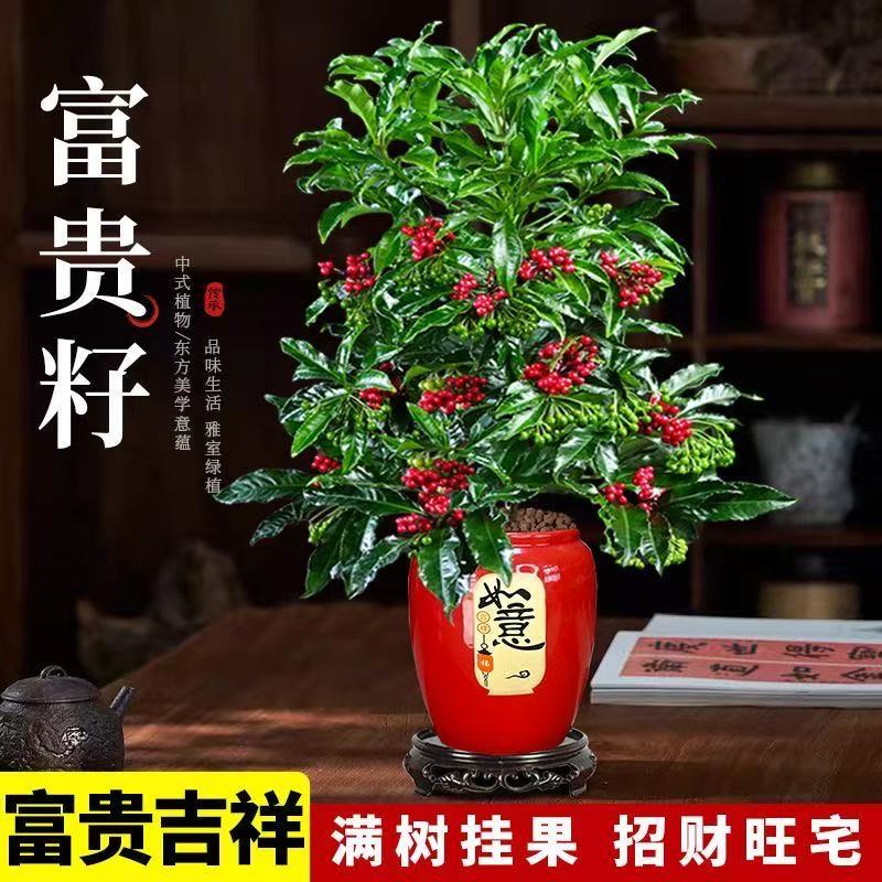 带果发货富贵籽盆栽室内喜庆红果花卉植物好养活绿植