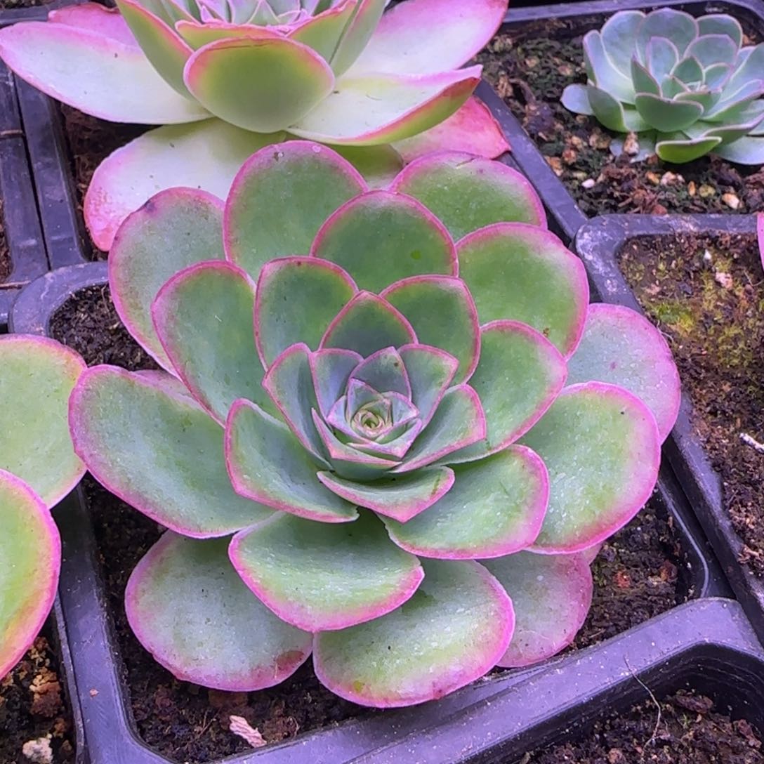 8厘米紫红玫瑰12332223