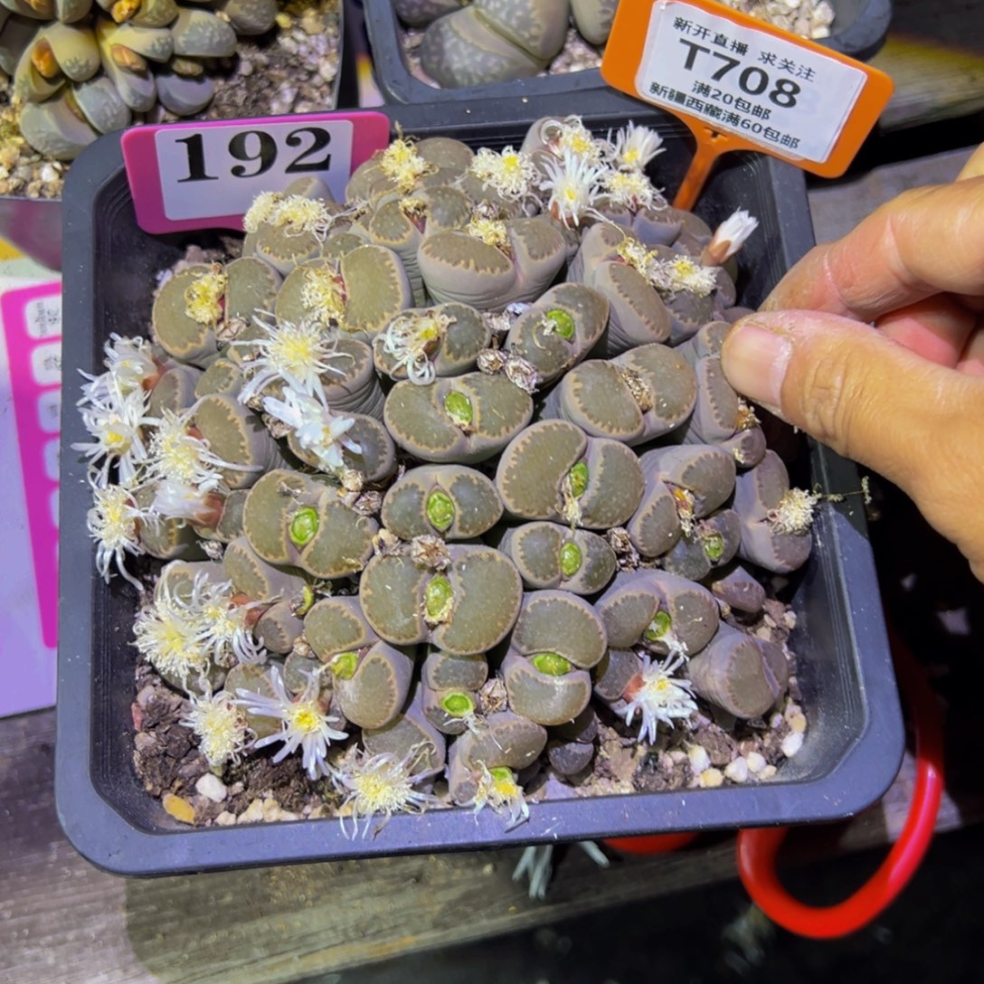 运***儿708 一物一拍，默认有伤，介意勿拍，不退不换