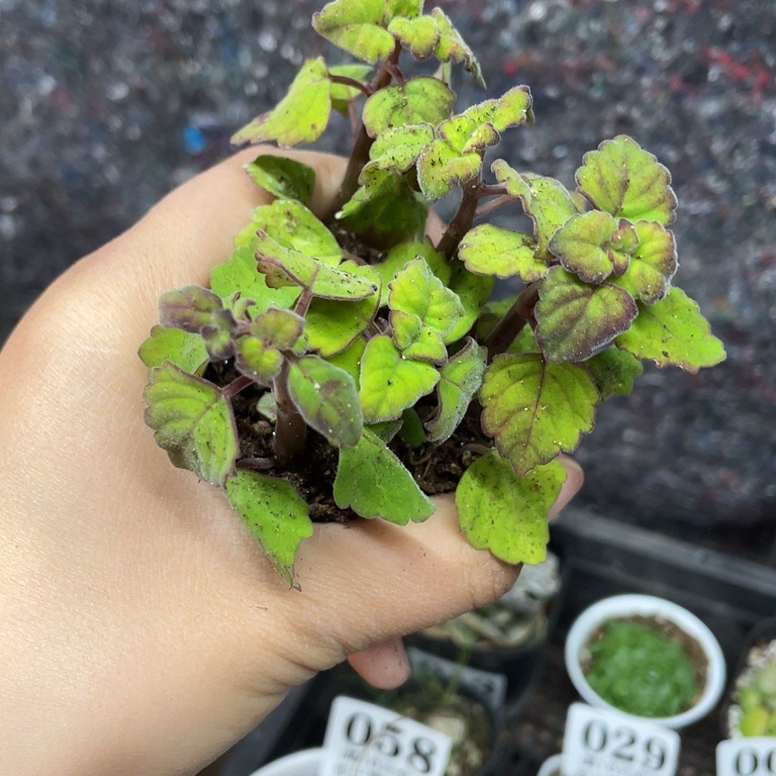 五颗爱氏延明草（满18元包邮）