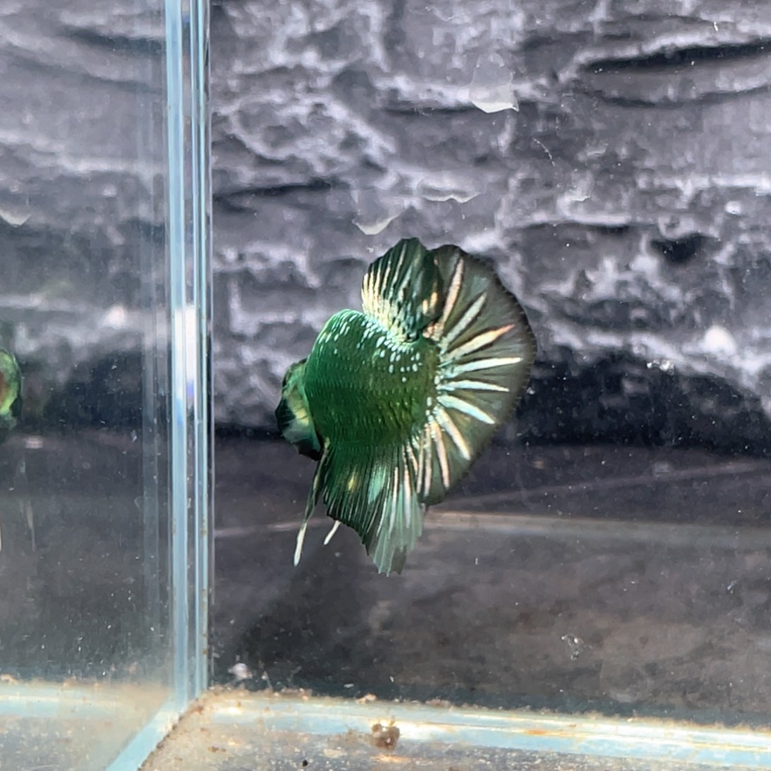 斗鱼绿金将军公yu