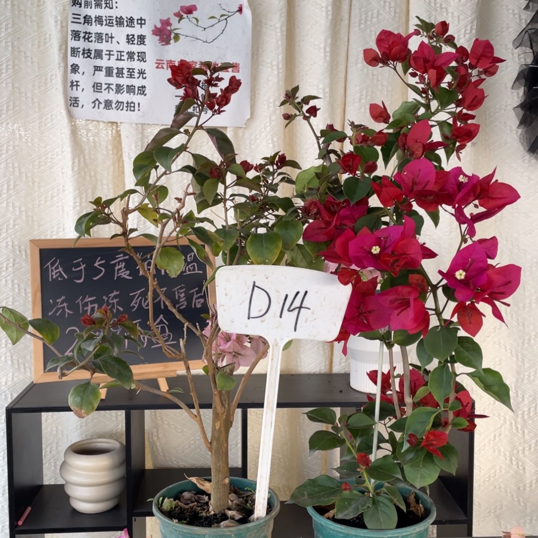 小***城全部花朵中国红+红雀D14