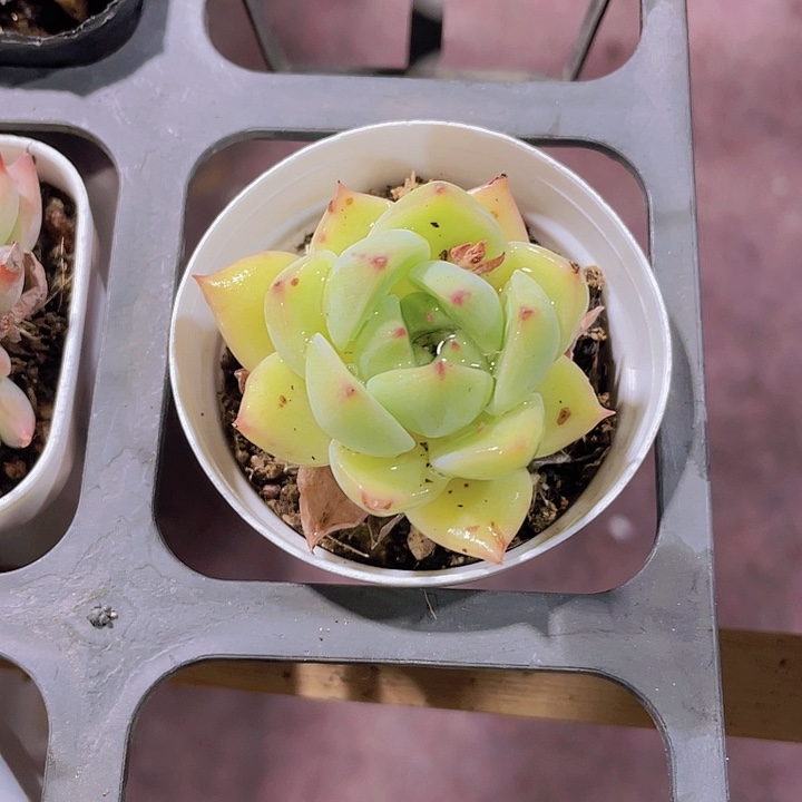 爱****子精品福利绿多肉植物