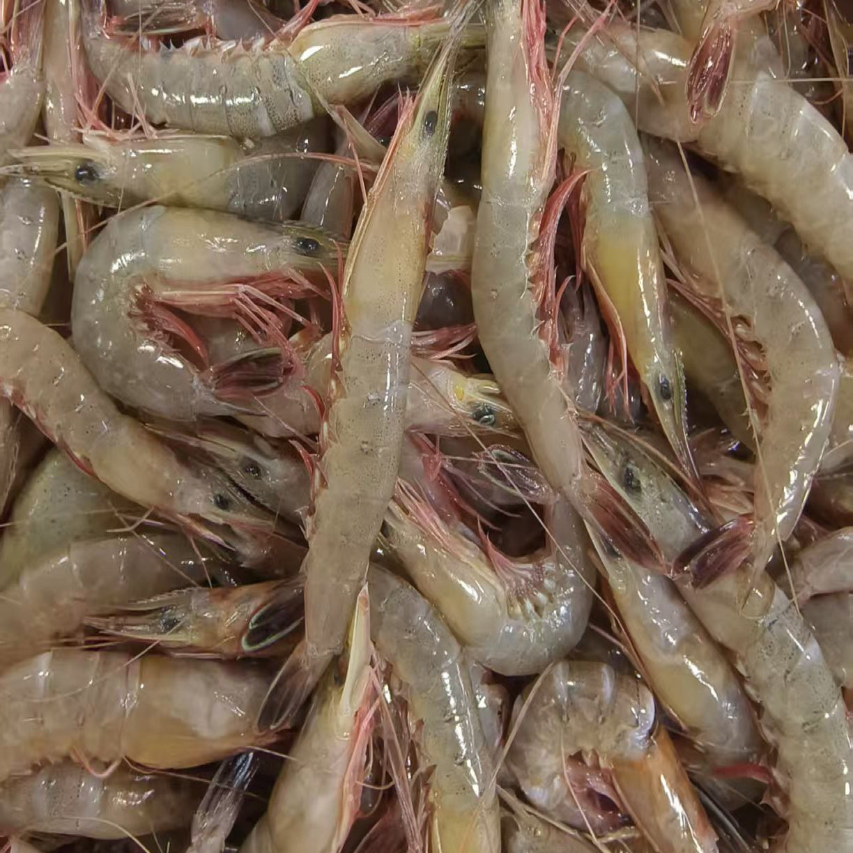 【配送到家】鹰爪虾滑皮虾一斤/两斤，肉质鲜甜，越吃越上头