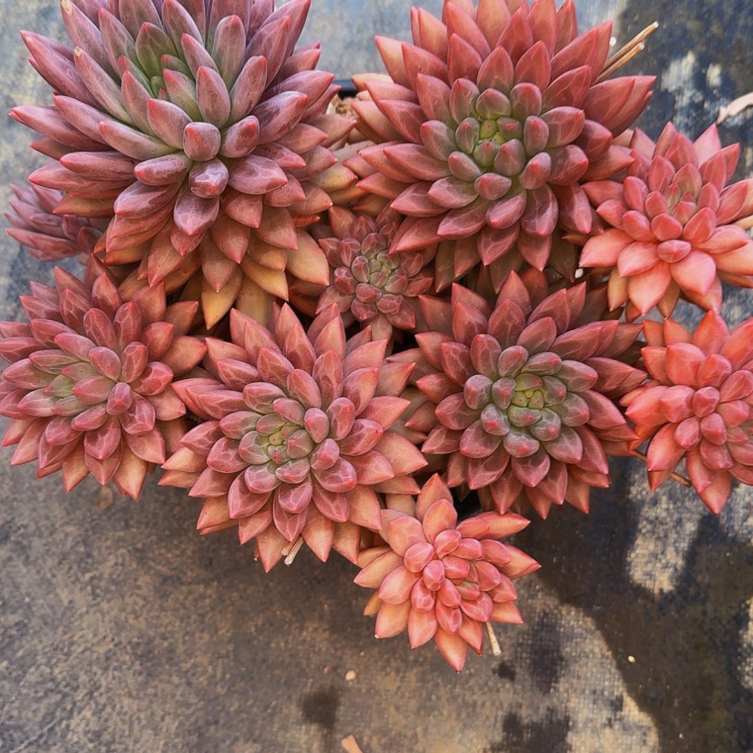 凤***仪咯哦哦哦哦哦哦哦哦哦哦哦哦哦哦啊