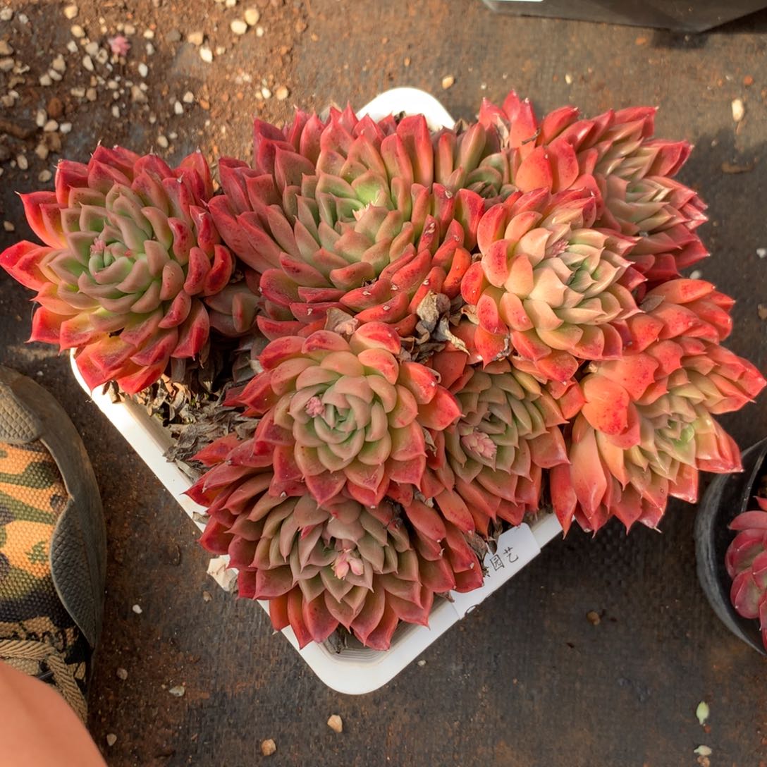 2333杂交精品基地18厘米