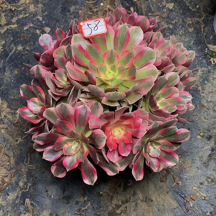 用***4七彩石老桩捧花58号